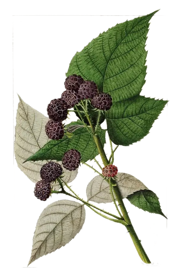 Framboisier - 'Black Jewel' - NR (Conteneur 1,5l - 1 an)