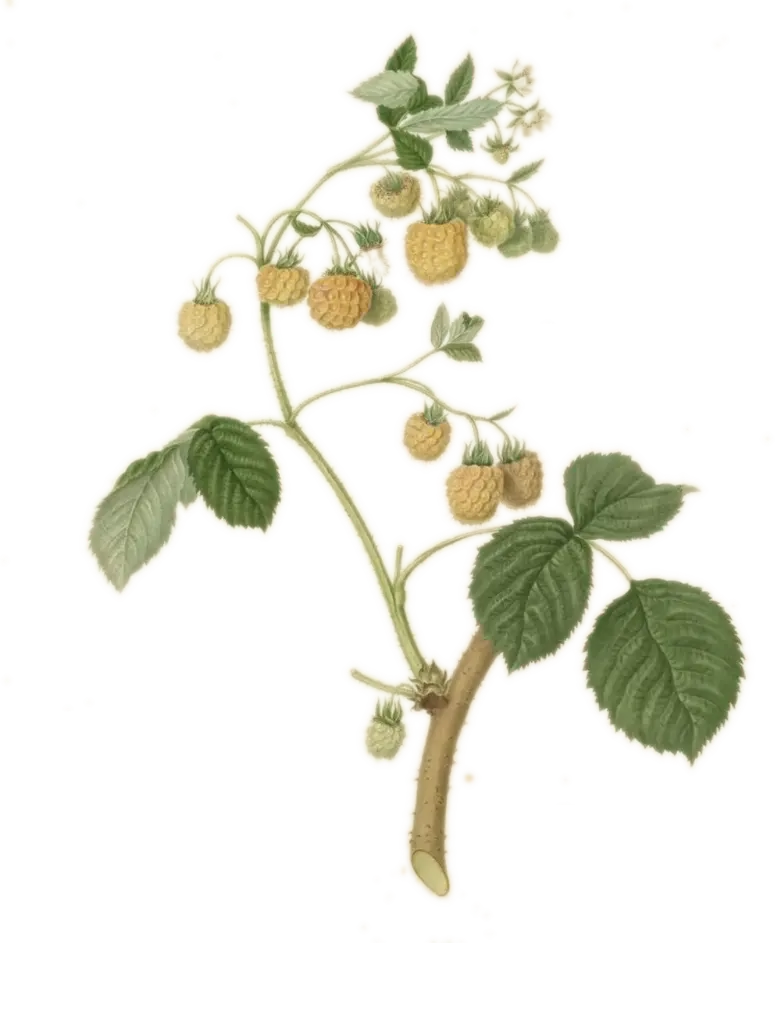 Framboisier - 'Fall gold' - R (Conteneur 1,5l - 1 an)