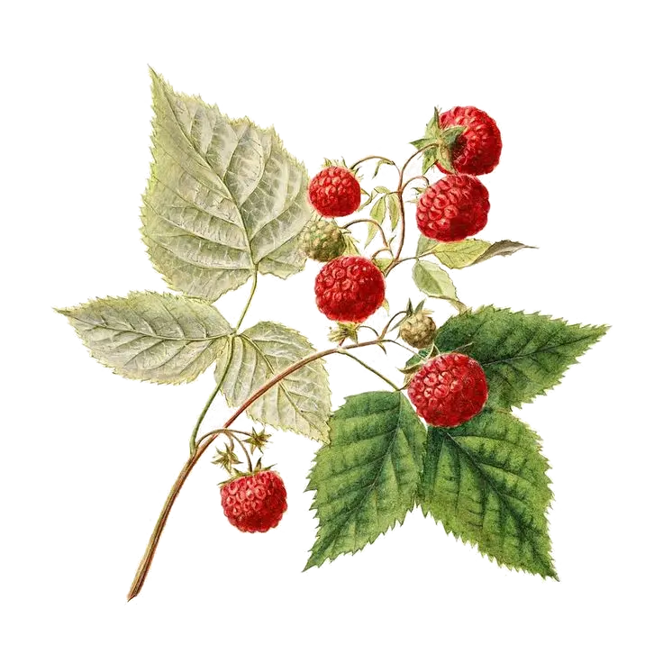 Framboisier - 'Tulameen' - NR (Conteneur 1,5l - 1 an)