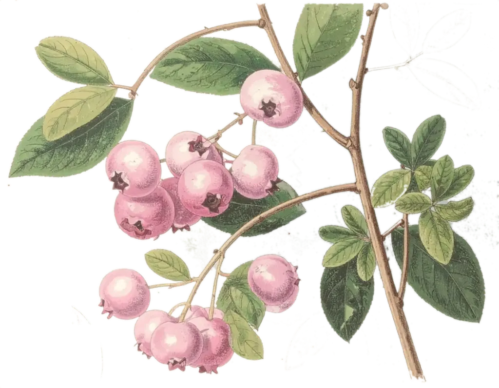 Myrtille à œil de lapin - 'Pink limonade ' (Conteneur 1,5l - 1 an)