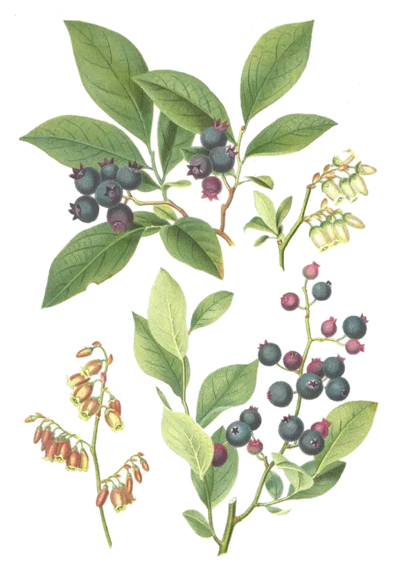 Myrtille d'Amérique  - 'Collins'