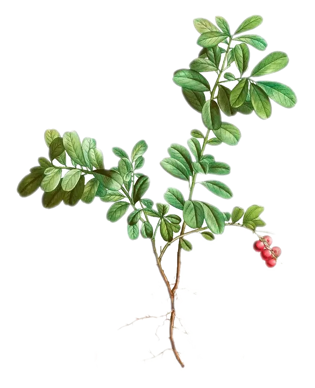 Canneberge / Airelle - 'Crowley' (Conteneur 1,5l - 1 an)