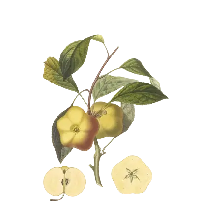 Pommier - 'Api étoilée ' (Scion 1 ans, Franc (Bittenfelder))