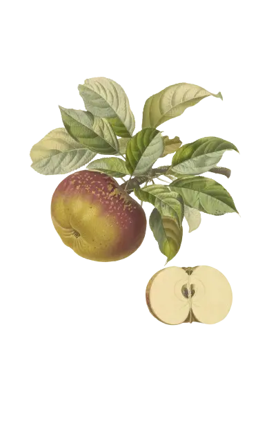 Pommier - 'Chailleux'