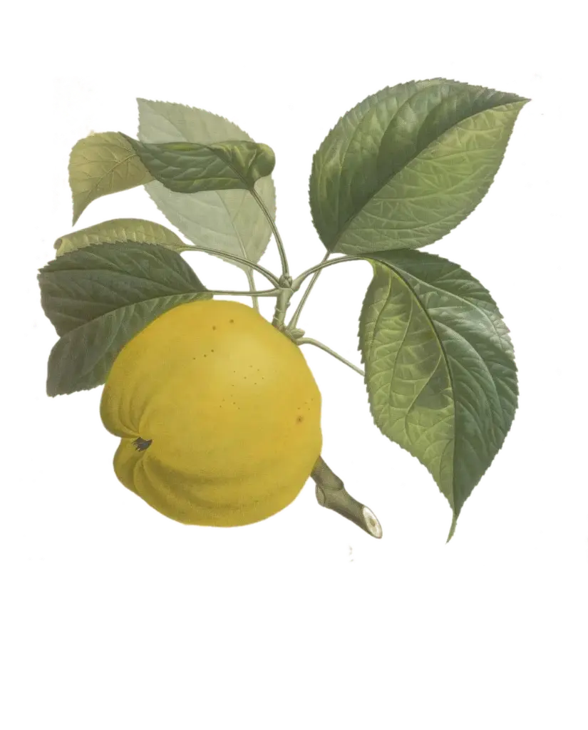 Pommier - 'Calville Blanche d'hiver' (Franc (Bittenfelder), Scion 1 an)