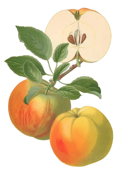 Pommier - 'Belle de Pontoise' (Franc (Bittenfelder), Scion 1 ans)