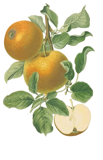 Pommier - 'Belle de Boskoop' (Franc (Bittenfelder), Scion 1 an)