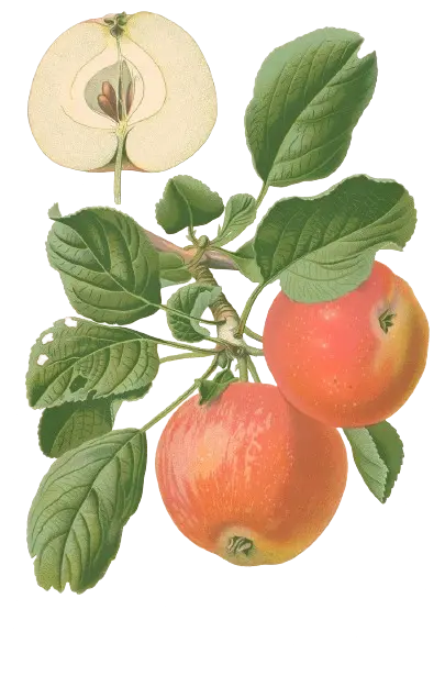 Pommier - 'Astrakan Rouge' (Franc (Bittenfelder), Scion 1 an)