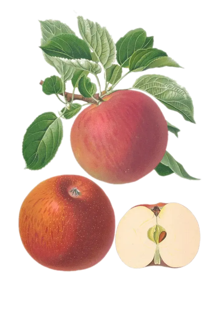 Pommier - 'Lanterne rouge' (Rambour d'Hiver) (Franc (Bittenfelder), Scion 1 ans)