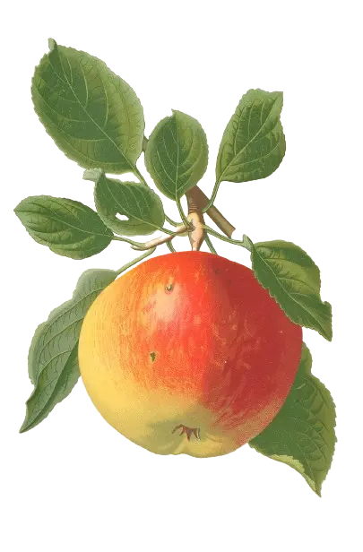 Pommier - 'Grand Alexandre'