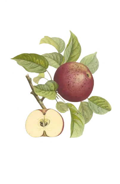 Pommier - 'Macoun' (Franc (Bittenfelder), Scion 1 ans)