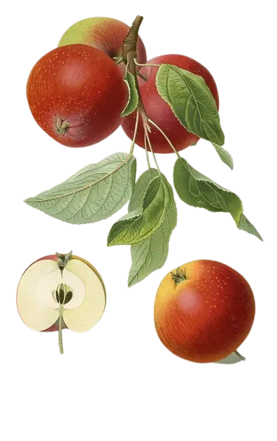 Pommier - 'Melrose' (Franc (Bittenfelder), Scion 1 an)