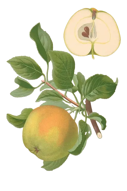 Pommier - 'Museau de Lièvre blanc' (Franc (Bittenfelder), Scion 1 ans)