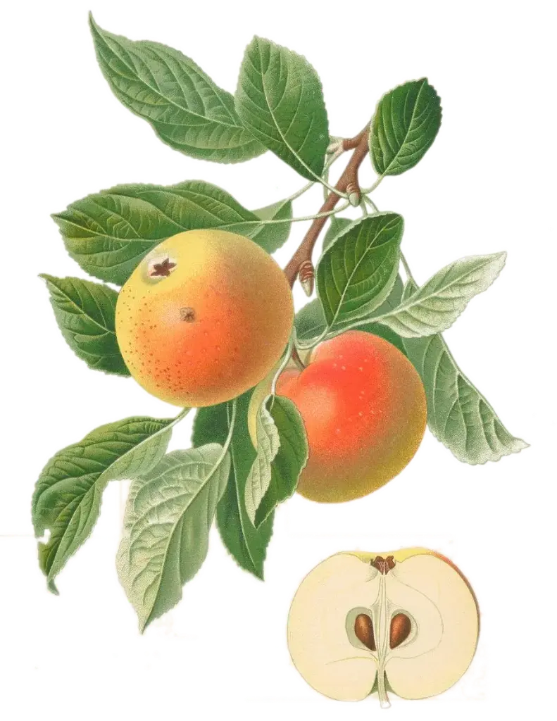 Pommier - 'Pigeonnet Rouge'