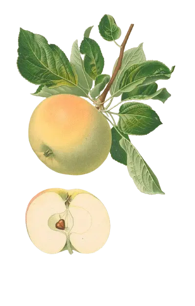 Pommier - 'Pineau' (Franc (Bittenfelder), Scion 1 ans)