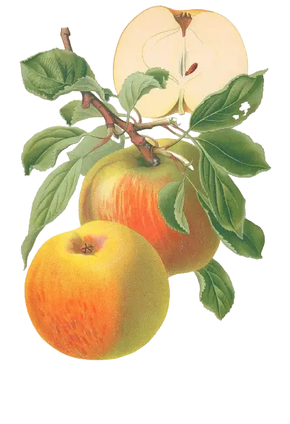 Pommier - 'Reine des Reinettes' (Franc (Bittenfelder), Scion 1 ans)