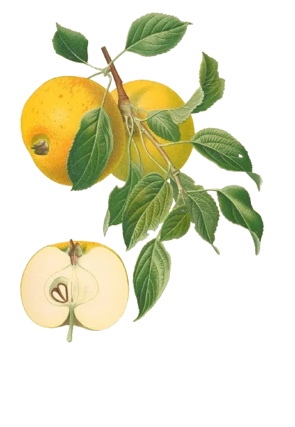 Pommier - 'Reinette des Carmes'