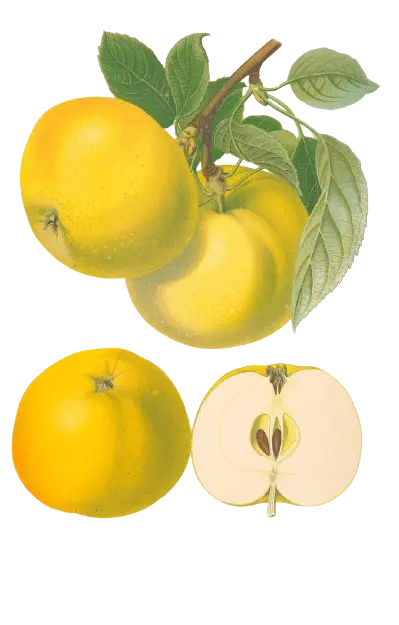 Pommier - 'Reinette du mans' (Franc (Bittenfelder), Scion 1 ans)