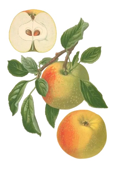 Pommier - 'Reinette marbrée' (Franc (Bittenfelder), Scion 1 an)