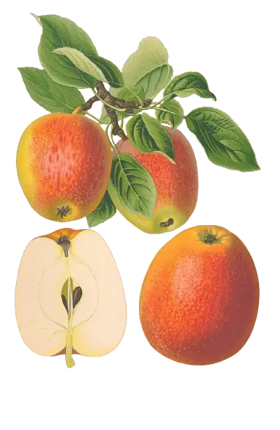 Pommier - 'Rouge de Hollande' (Franc (Bittenfelder), Scion 1 an)