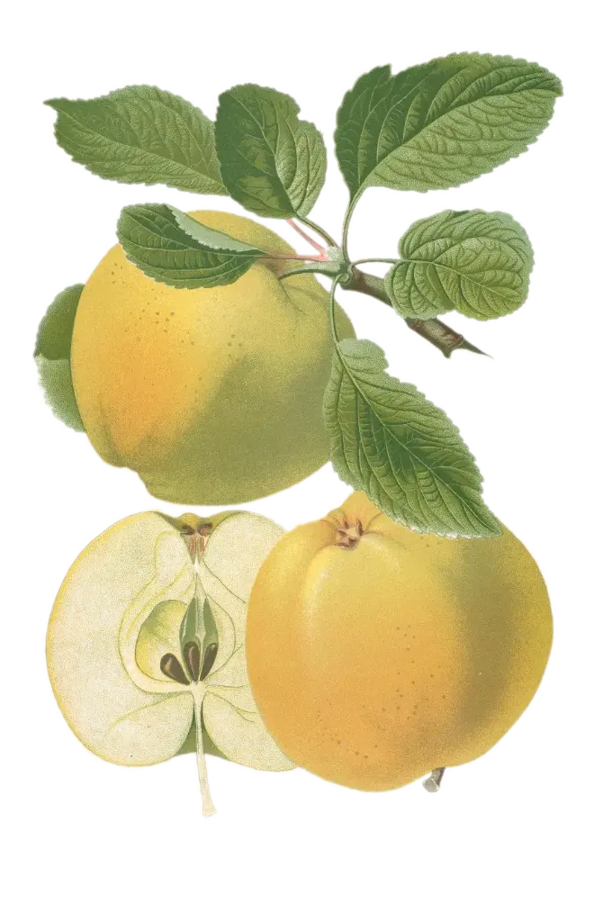 Pommier - 'Saint Jean blanche' / 'Transparente blanche' (Franc (Bittenfelder), Scion 1 an)