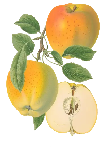 Pommier - 'Sainte Germaine' (Franc (Bittenfelder), Scion 1 ans)