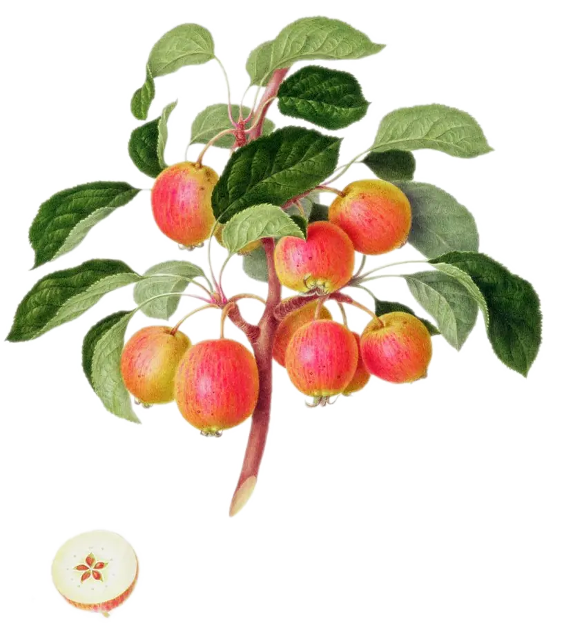 Pommier - 'Sieversii' (Franc (Bittenfelder), Scion 1 an)