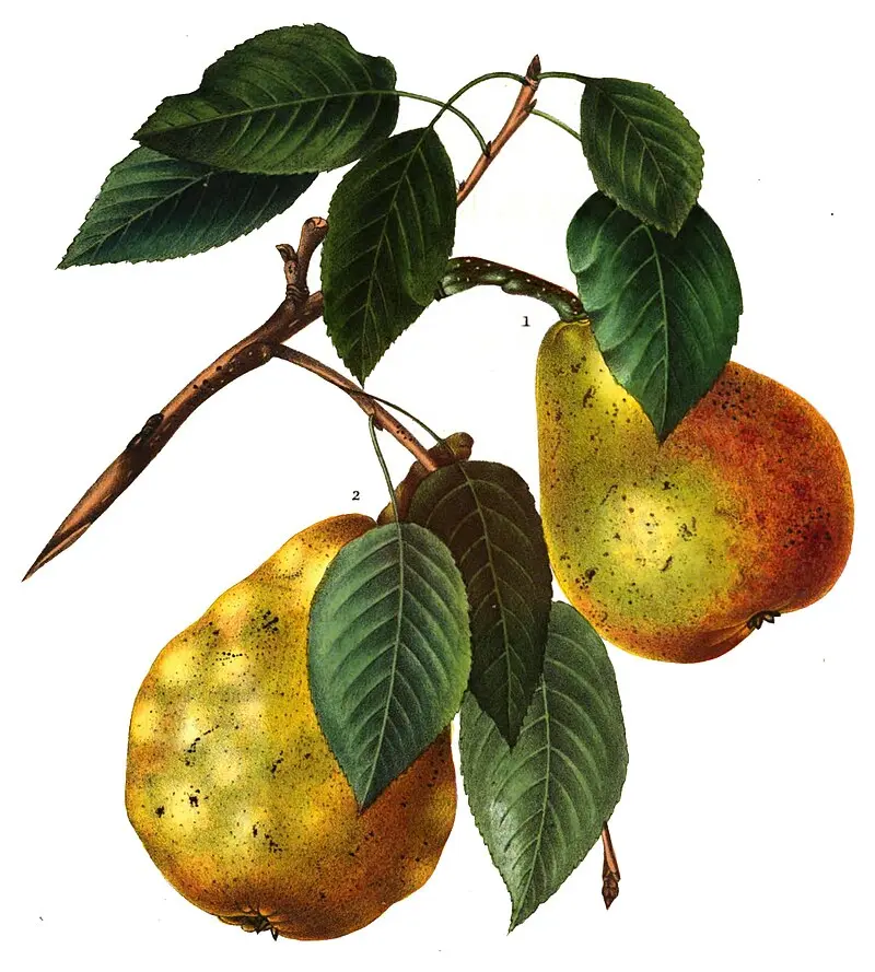 Poirier - 'Ananas de Courtrai' (Scion 1 an)