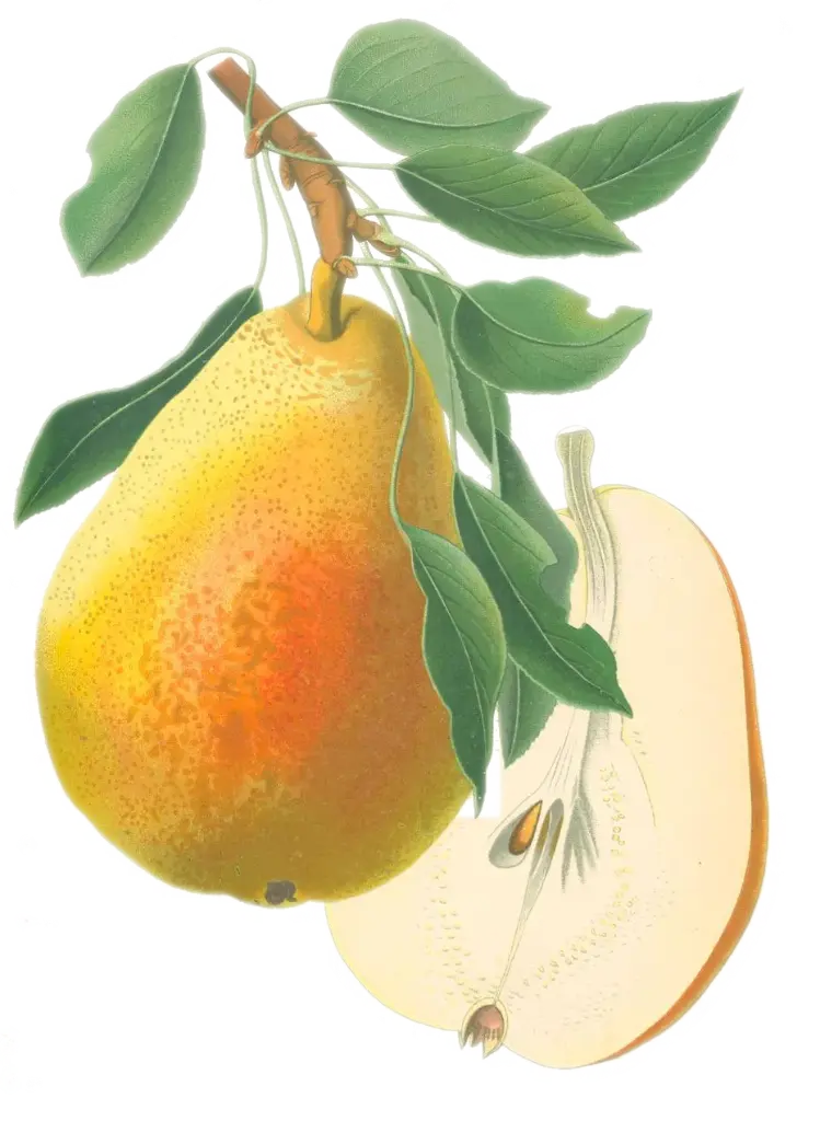 Poirier - 'Buerré Clairgeau' (Scion 1 ans)