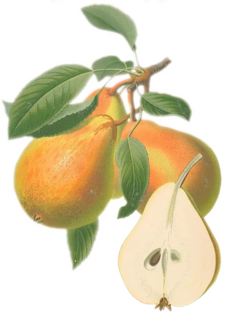 Poirier - 'Beurré Durondeau' (Scion 1 ans)