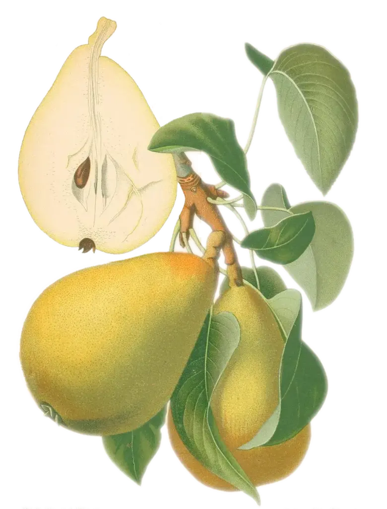 Poirier - 'Buerré Hardy' (Scion 1 an)