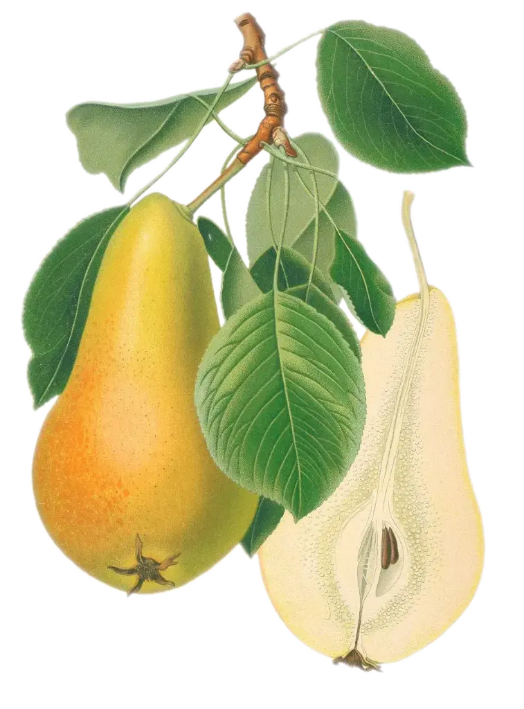 Poirier - 'Beurré Lebrun' (Scion 1 an)