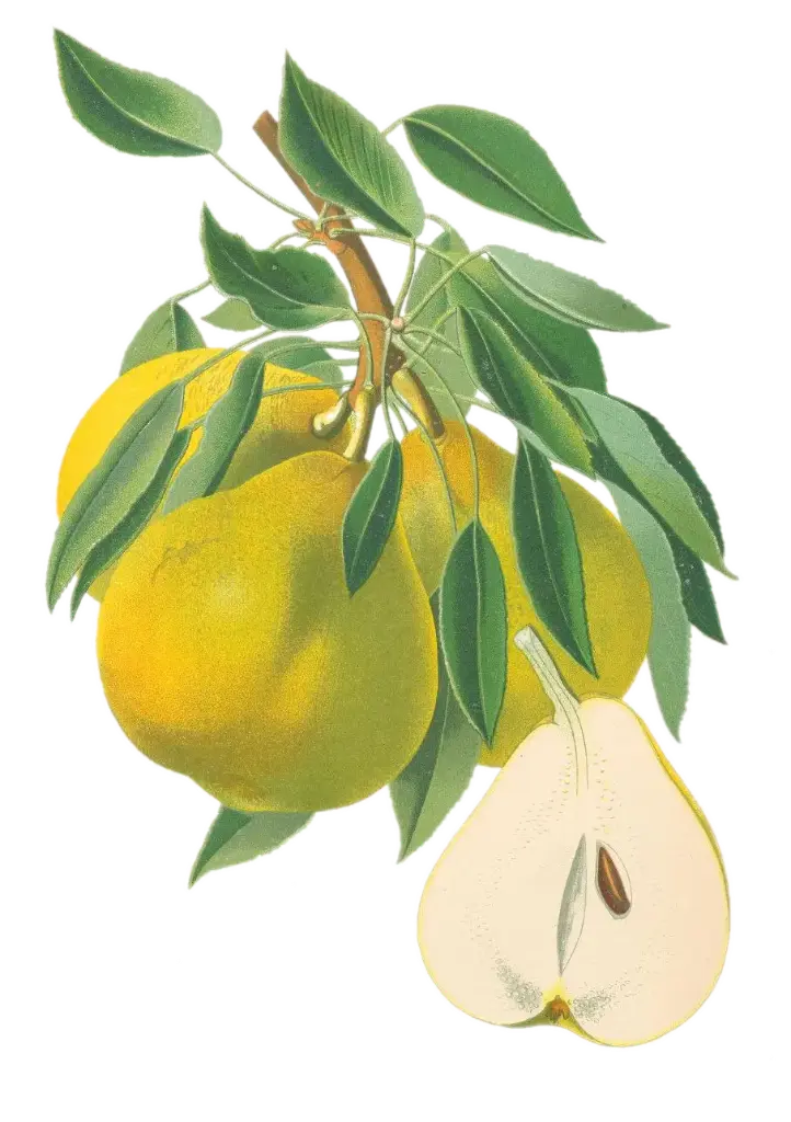 Poirier - 'Beurré superfin' (Scion 1 an)