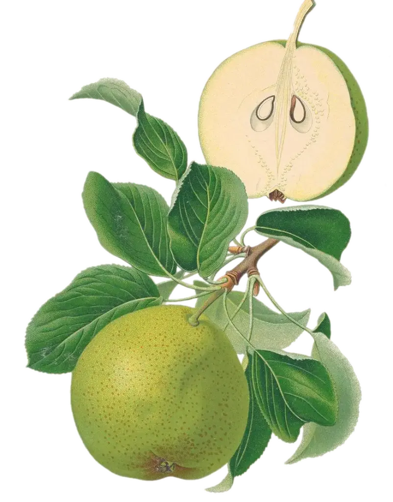 Poirier - 'Catillac' (Scion 1 an)