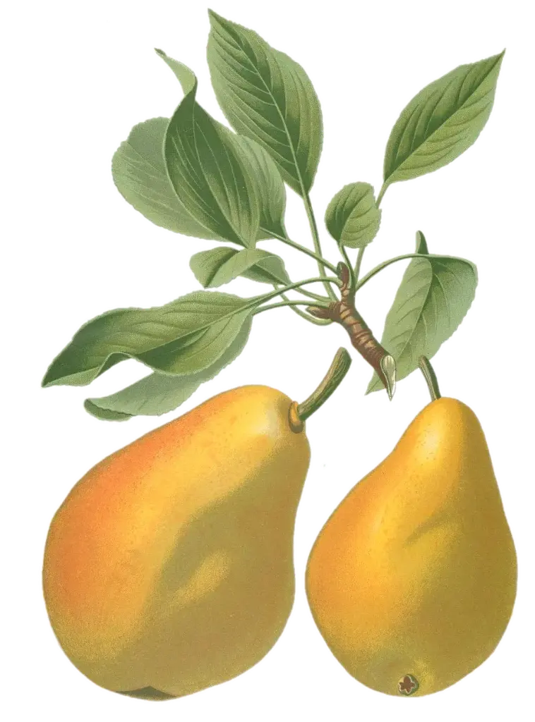 Poirier - 'Clapp's Favorite'  (Scion 1 an)