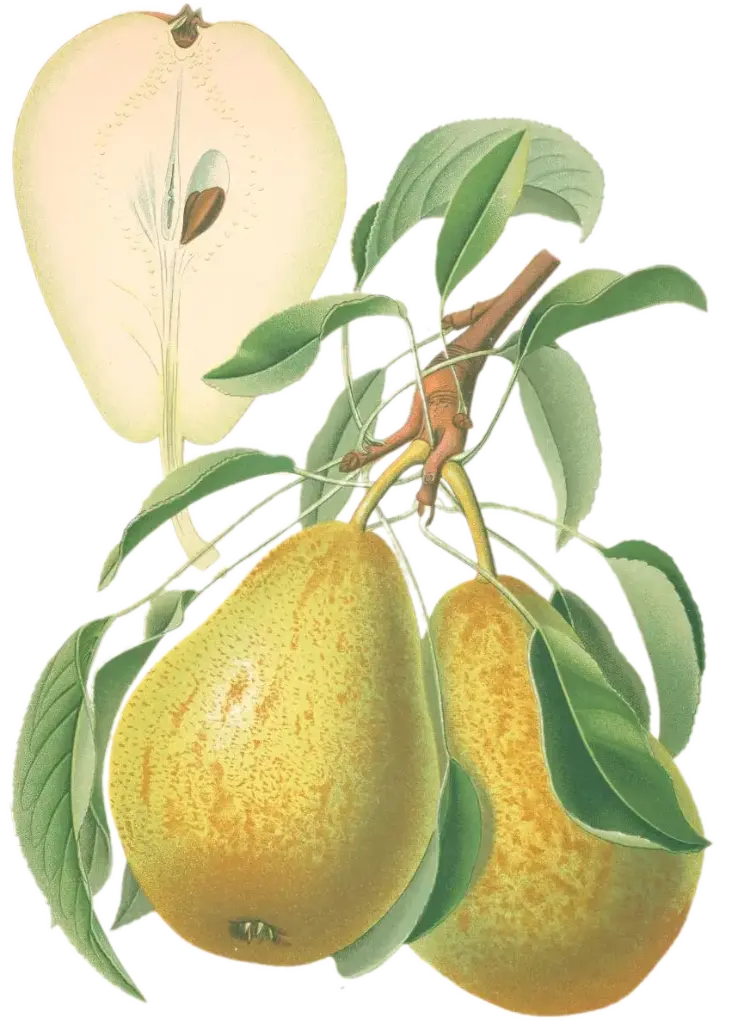 Poirier - 'Comtesse de Paris' (Scion 1 an)