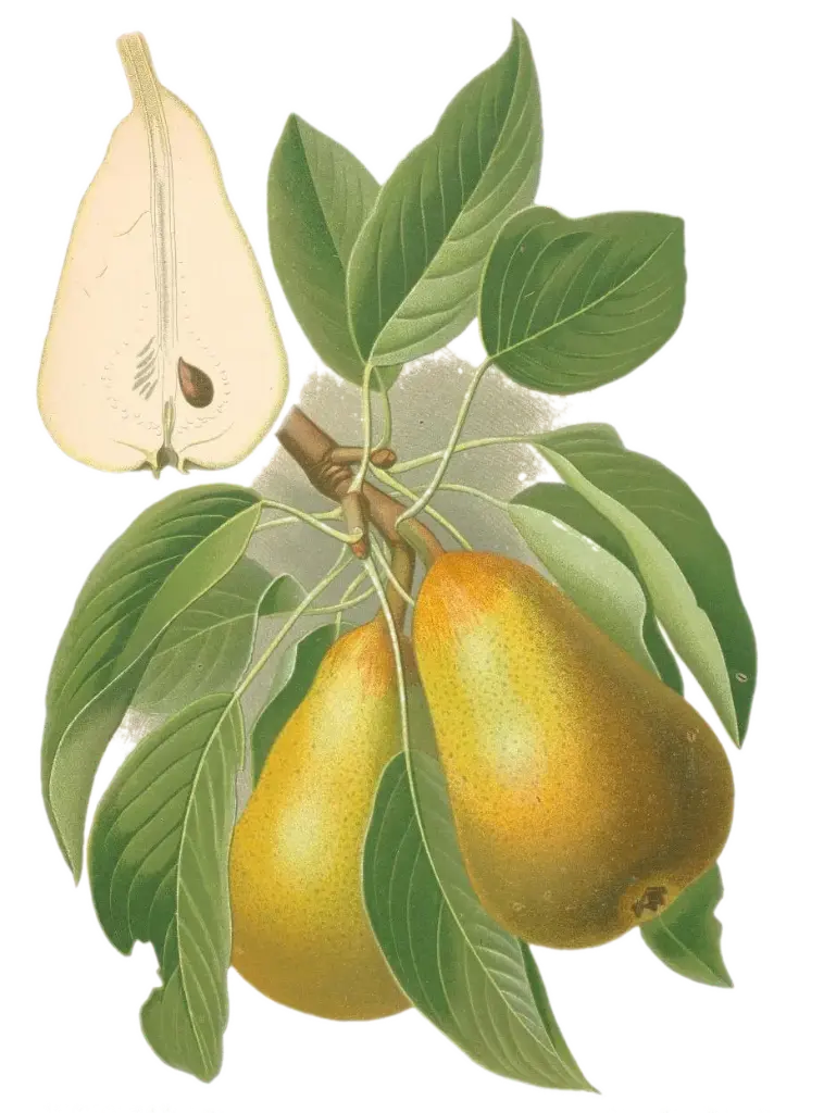 Poirier - 'Conférence' (Scion 1 ans)