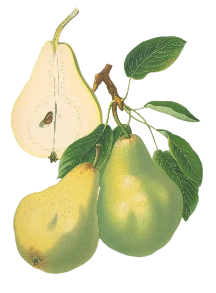 Poirier - 'Curé' (Scion 1 an)