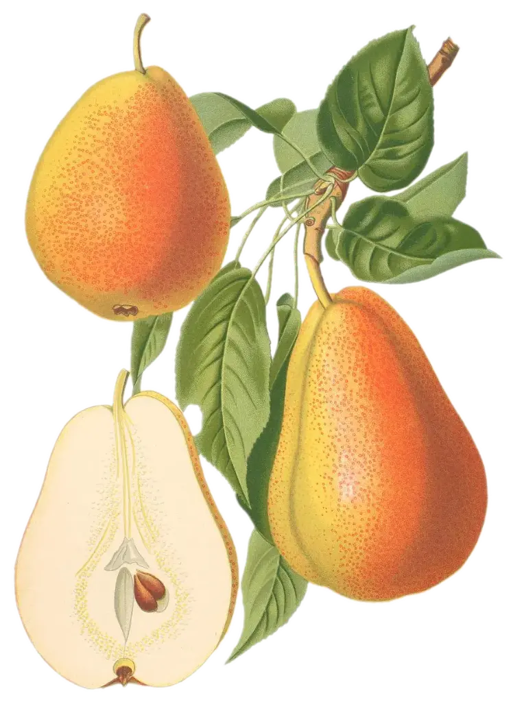 Poirier - 'Docteur Jules Guyot' (Scion 1 ans)