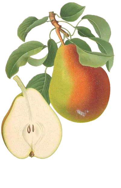 Poirier - 'Doyenné du Comice' (Scion 1 an)