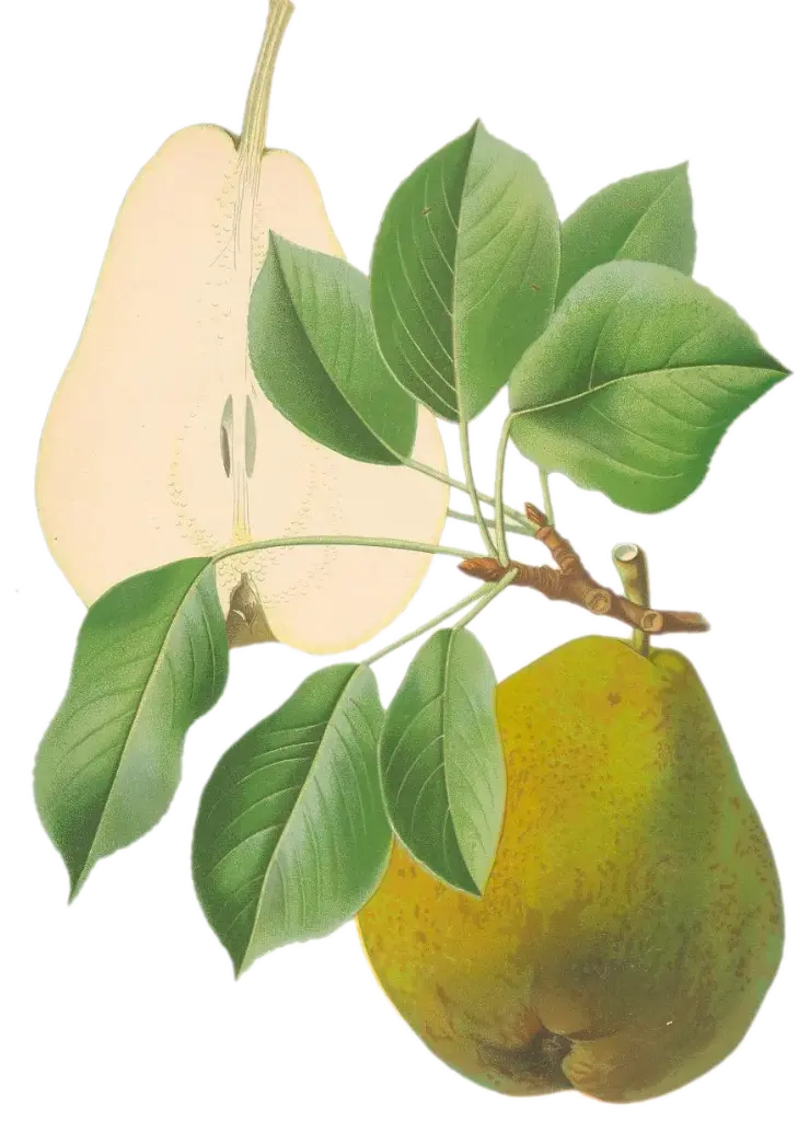 Poirier - 'Duchesse d'Angoulême' (Scion 1 ans)