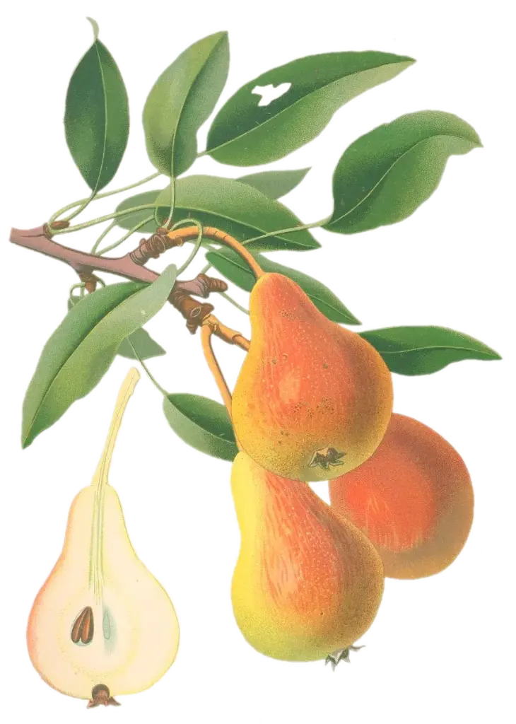 Poirier - 'Figue d'Alençon' (Scion 1 an)