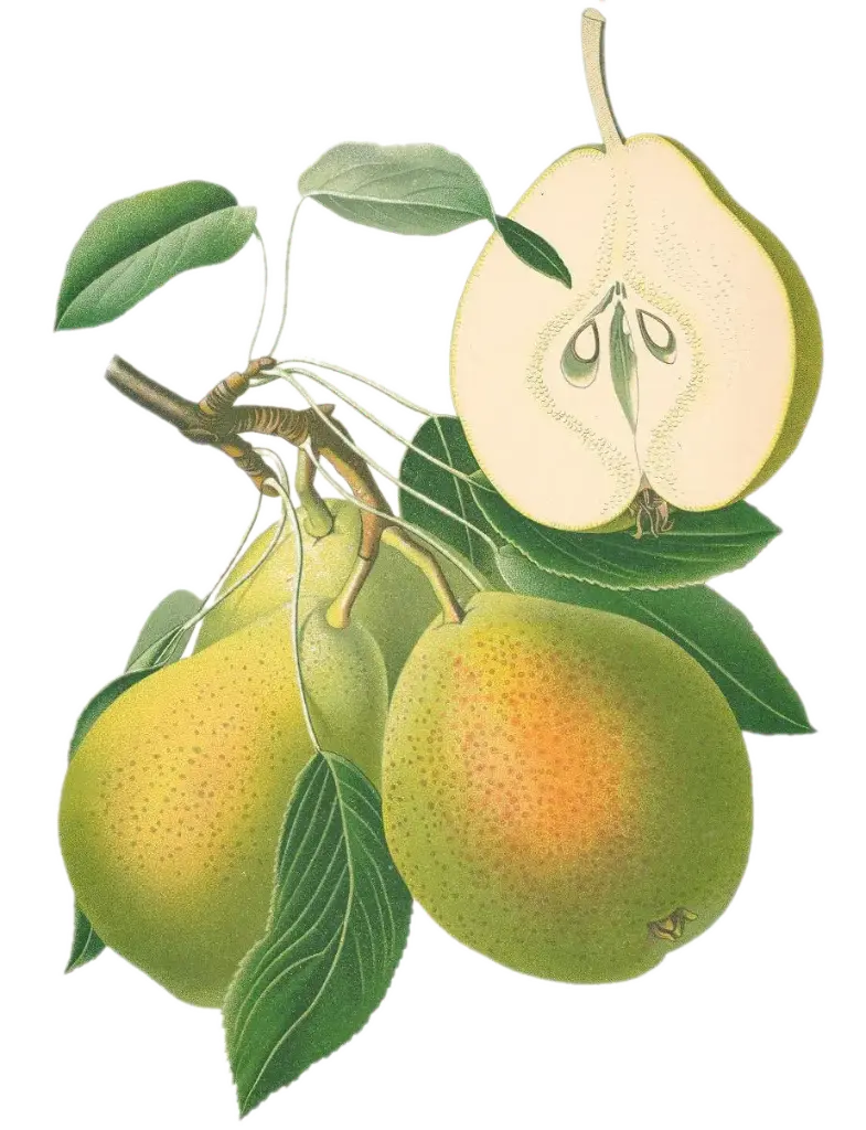 Poirier - 'Jules d'Airoles'  (Scion 1 an)