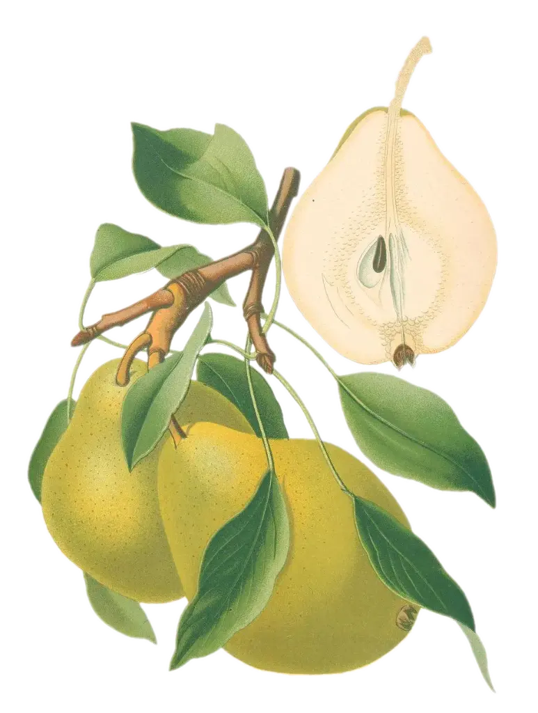 Poirier - 'Le lectier' (Scion 1 an)