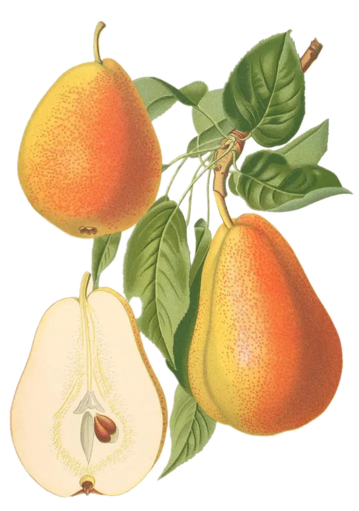 Poirier - 'Legipont' (Scion 1 an)