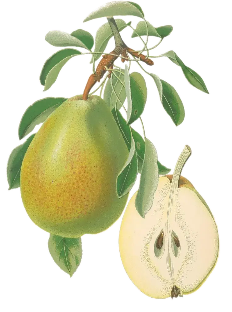 Poirier - 'Précoce de Trevoux' (Scion 1 ans)