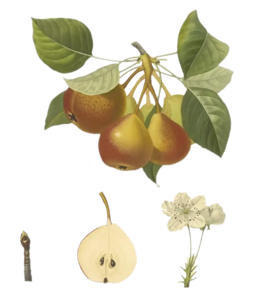 Poirier - 'Poire de Bollwiller, sorbopyrus ' (Scion 1 an)