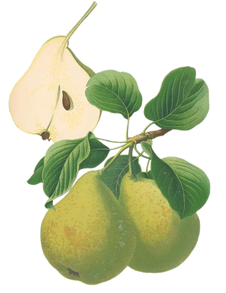 Poirier - 'Sucrée vert de Montluçon' (Scion 1 an)