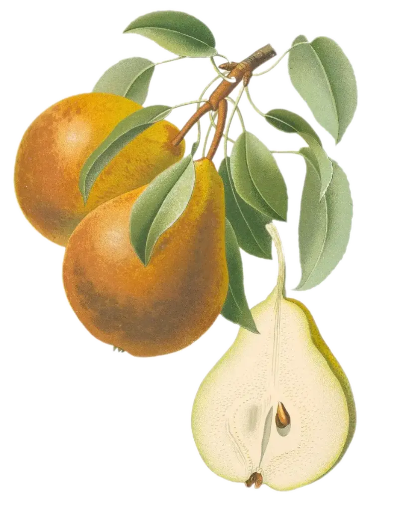 Poirier - 'Triomphe de Vienne' (Scion 1 an)