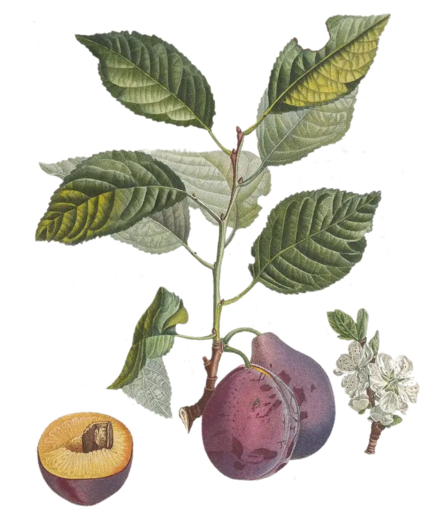 Prunier - 'Altesse double'